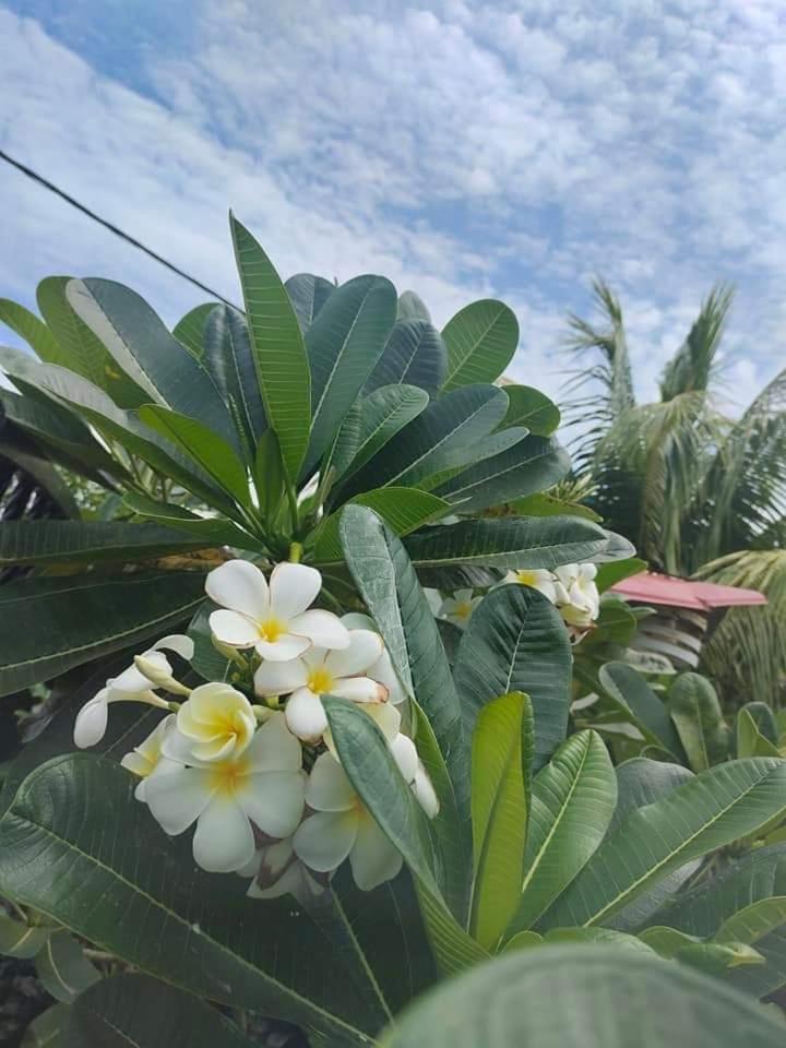 Langkawi Homestay Bunga Padi Kuah Bagian luar foto